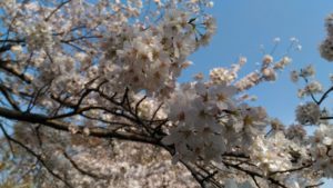 ３月２７日の桜