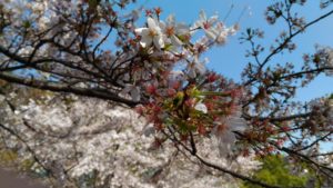 ３月３１日の桜