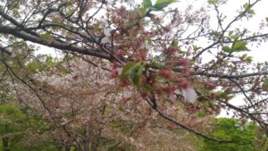 ４月３日の桜