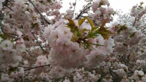 ４月５日の桜（一葉）