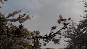 昨年観察していた桜①