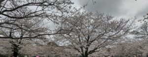 20240407_桜の咲き具合