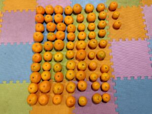 20251223_訳ありみかん